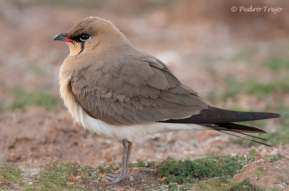 Canastera (Glareola pratincola)